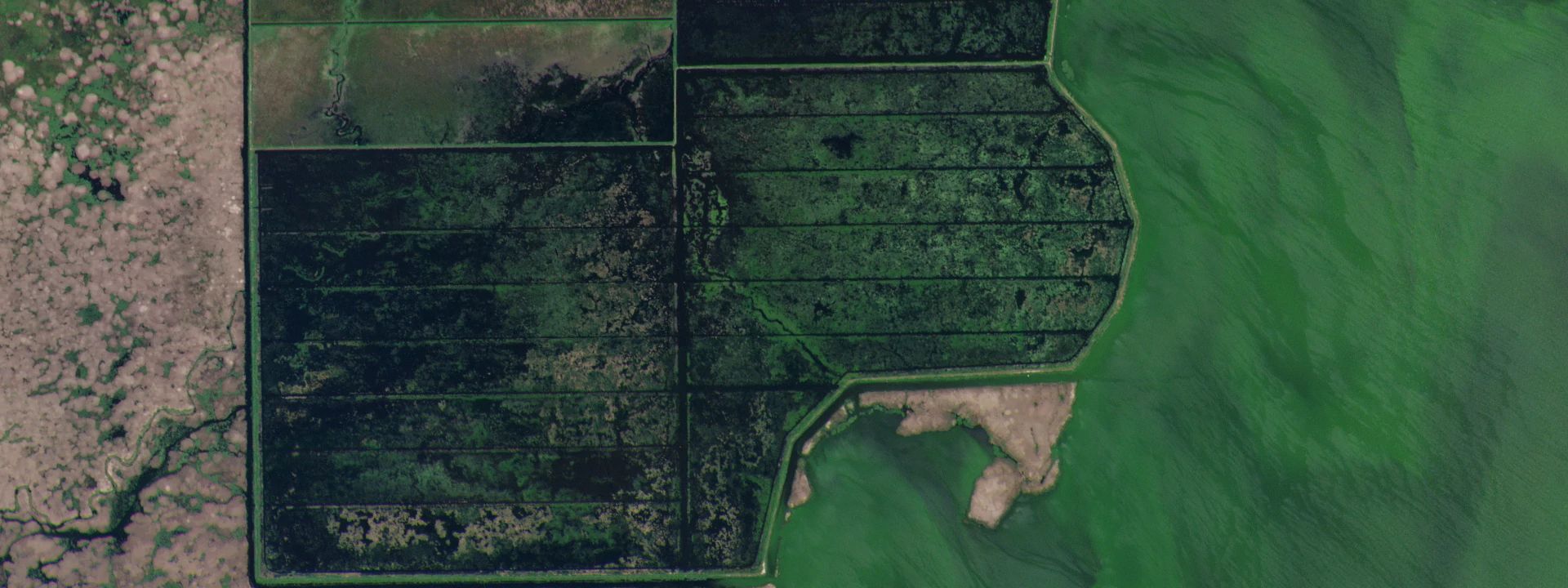 Satellite Data and AI: The Shift to Data-Driven Agriculture Insurance